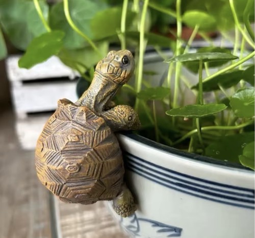 Tortoise figure plant - tortoise,